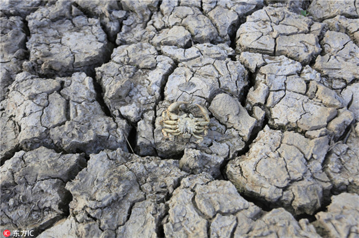 Dürre in Chongqing l?sst Flussbett austrocknen