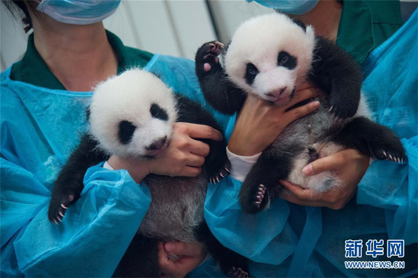 Macau pr?sentiert Panda-Zwillinge