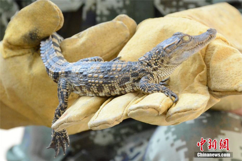 Fast 1.000 Siam-Krokodile im chinesisch-vietnamesischen Grenzgebiet entdeckt