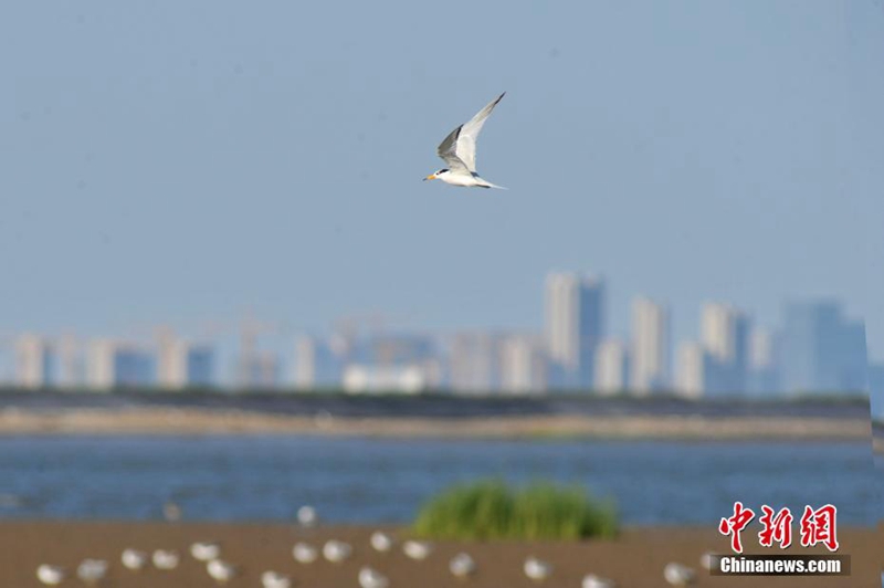 ?Mythischer Vogel“ in Qingdao beobachtet