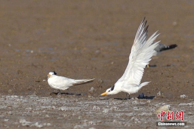 ?Mythischer Vogel“ in Qingdao beobachtet