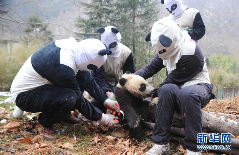 Wildnistraining für Pandas 