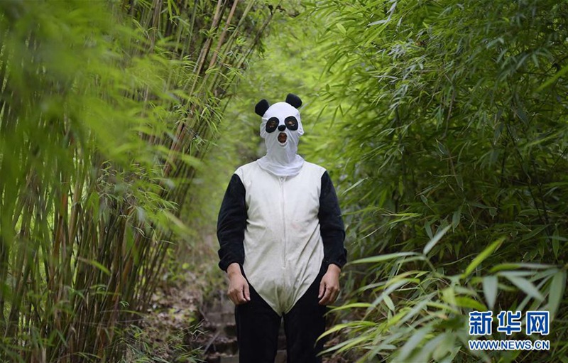 Wildnistraining für Pandas