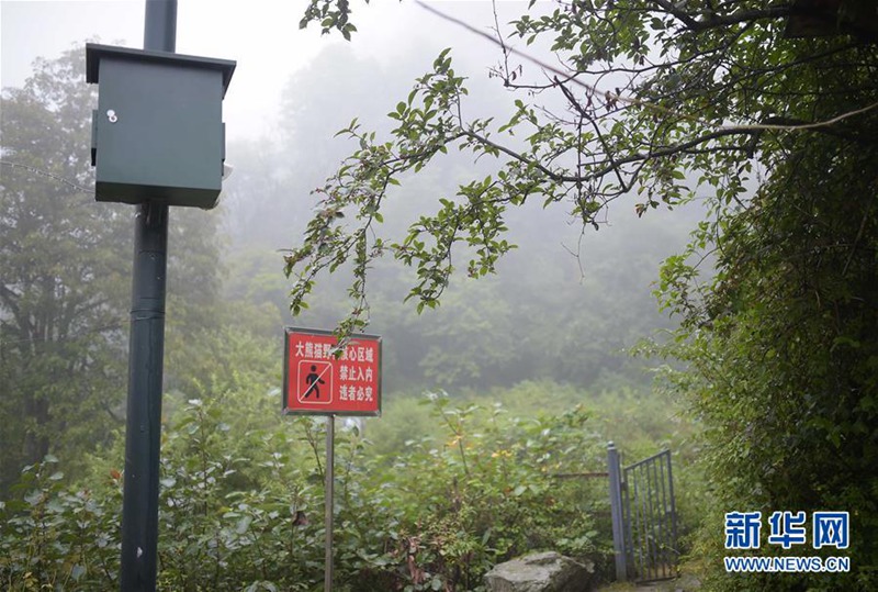 Wildnistraining für Pandas