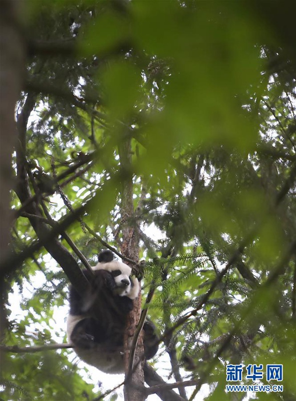 Wildnistraining für Pandas