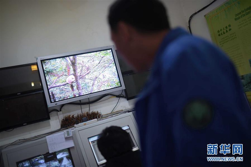 Wildnistraining für Pandas