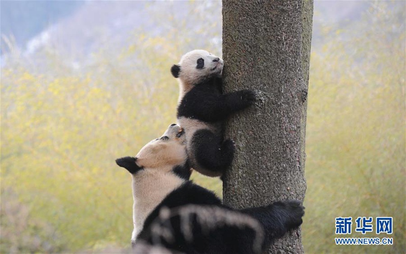 Wildnistraining für Pandas