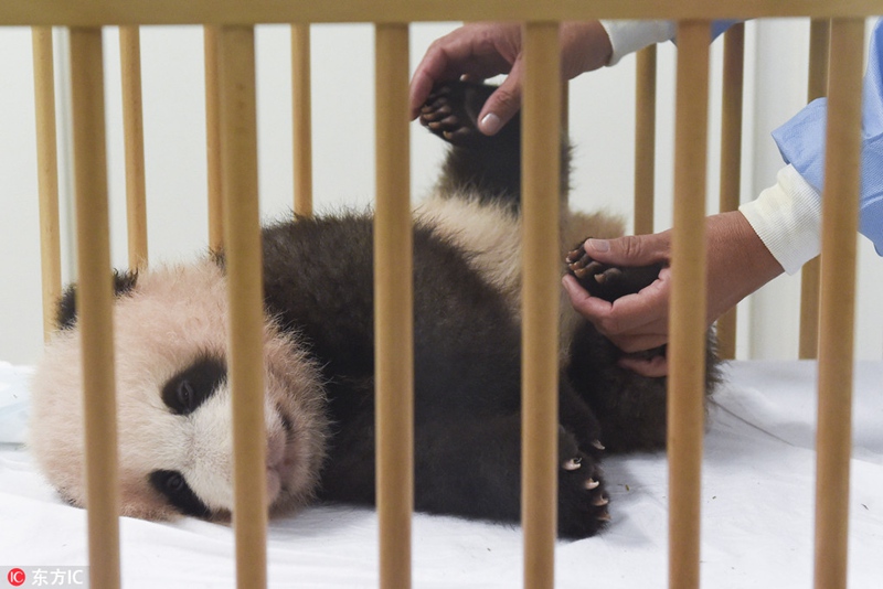 Erster belgischer Panda auf den Namen ?Tianbao“ getauft