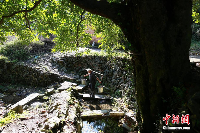 1.200-j?hriger Lorbeerbaum in Hubei entdeckt