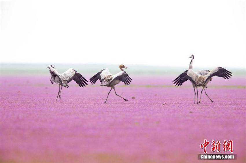 Poyang-See: Paradies für überwinternde V?gel