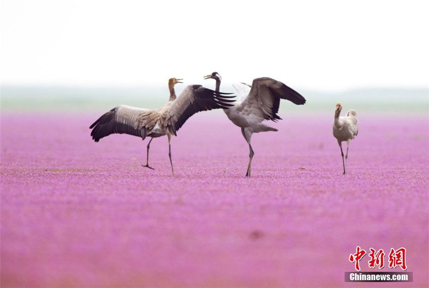 Poyang-See: Paradies für überwinternde V?gel