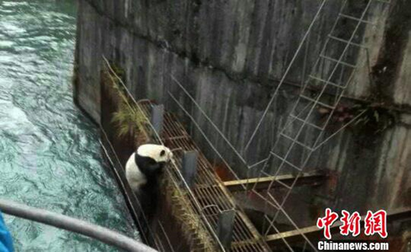 Ins Wasser gefallender Panda erfolgreich gerettet