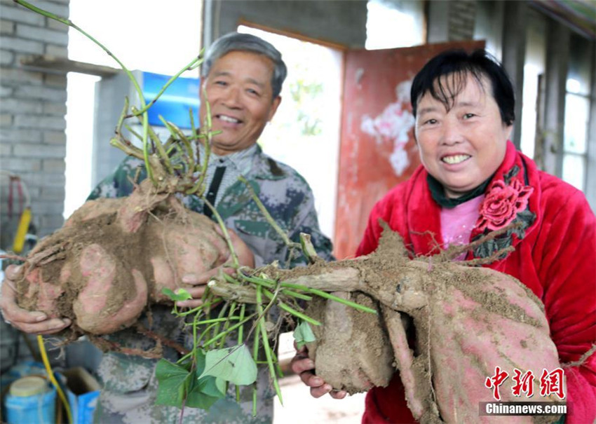 Henaner Bauer erntet riesige Sü?kartoffeln