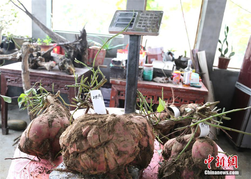 Henaner Bauer erntet riesige Sü?kartoffeln