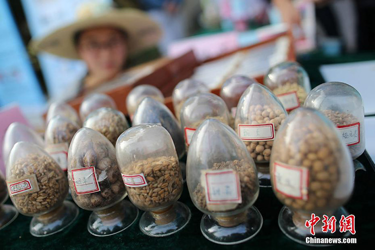 Nanjinger Studenten zeigen ihr K?nnen und ihre Liebe zum Fach