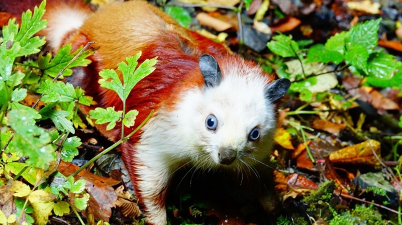 Seltsame Erdl?cher der Weltklasse in Hanzhong gefunden