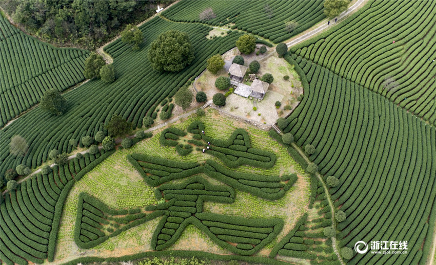 Frühlingsernte des Longjing-Tees beginnt
