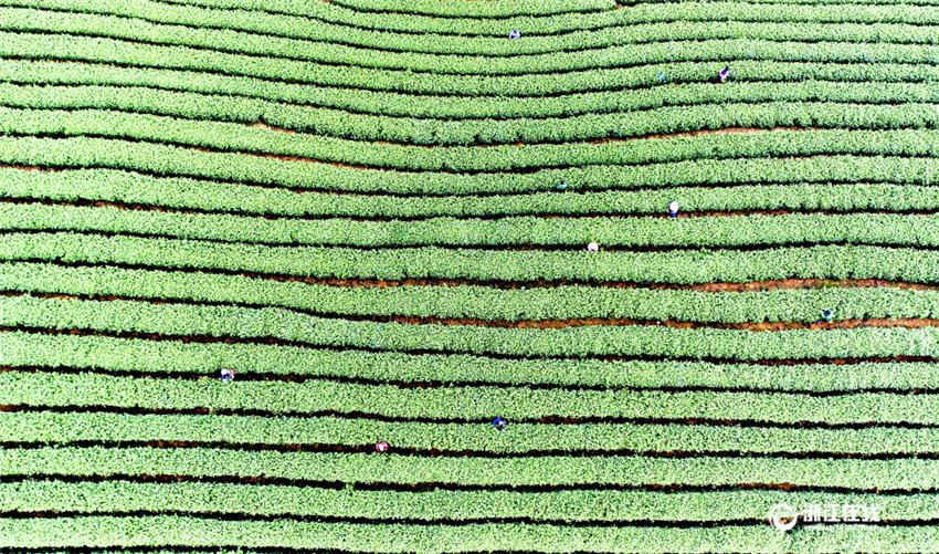 Frühlingsernte des Longjing-Tees beginnt