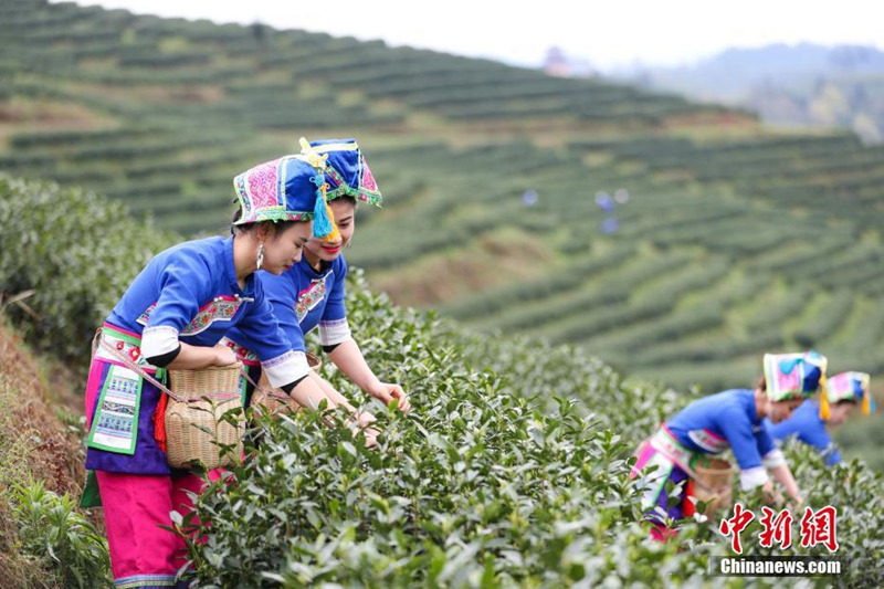 Beginn der Ernte des Mingqian-Tees