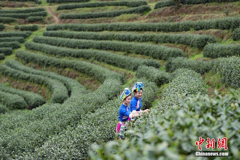 Beginn der Ernte des Mingqian-Tees