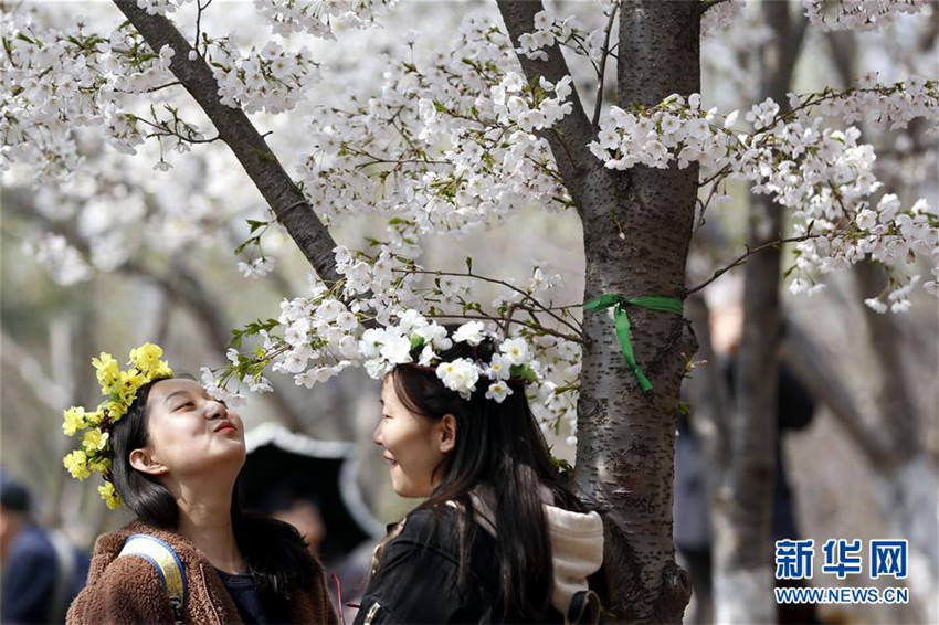 Kirschblüten im Yuyuantan-Park in Beijing