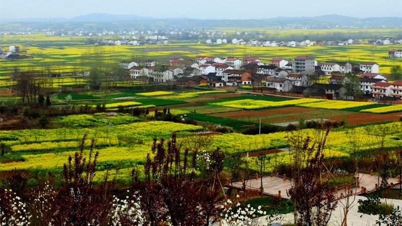 Tourismus- und Kulturfest vom sch?nsten Rapsblütenmeer Chinas 2017 er?ffnet Ende M?rz