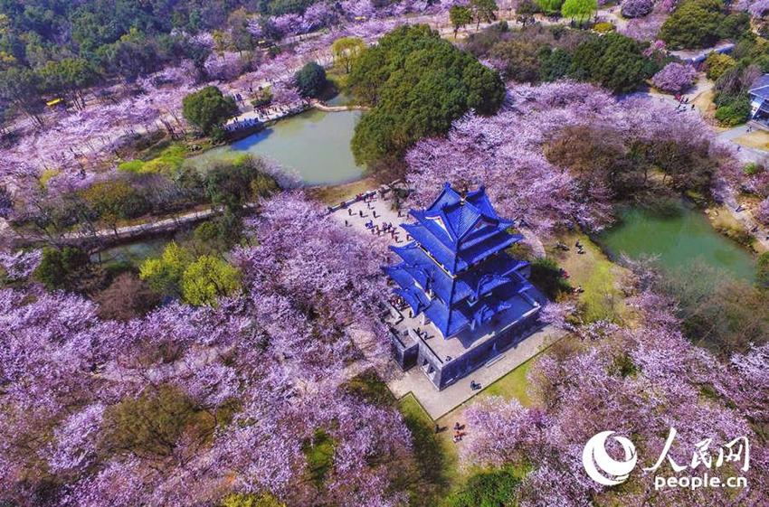 Wuxi: Sch?ne Kirschblumen stehen in voller Blüte