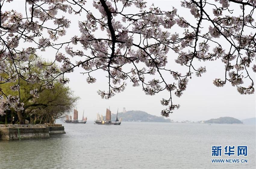 Wuxi: Sch?ne Kirschblumen stehen in voller Blüte