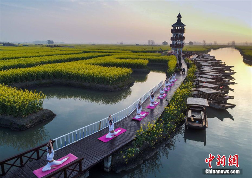 Yoga im Rapsblütenmeer