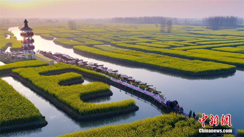 Yoga im Rapsblütenmeer