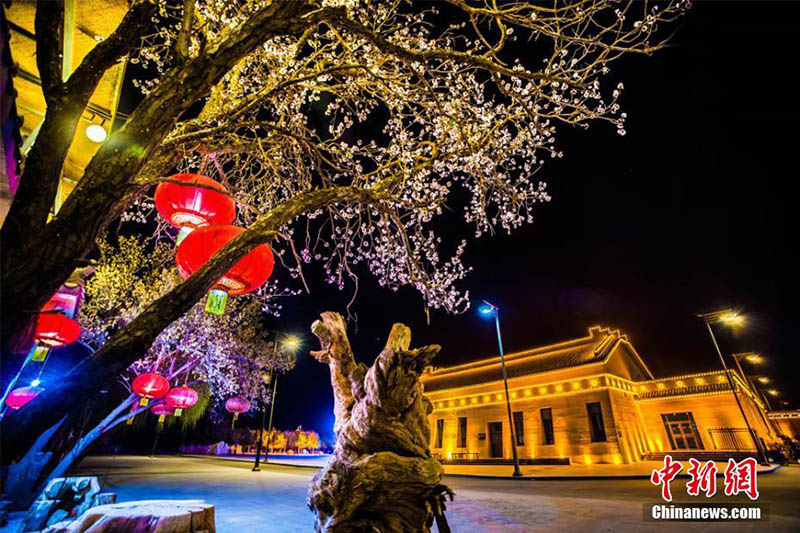 Wunderbare Blütezeit der Liguang-Aprikose in Dunhuang