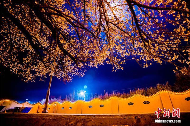 Wunderbare Blütezeit der Liguang-Aprikose in Dunhuang