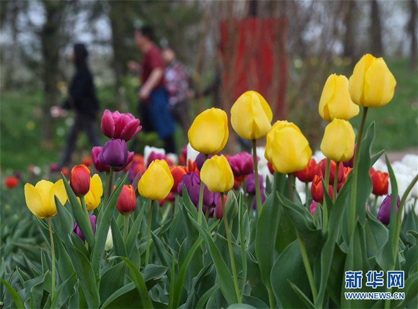 Tulpenblüte in Beijing