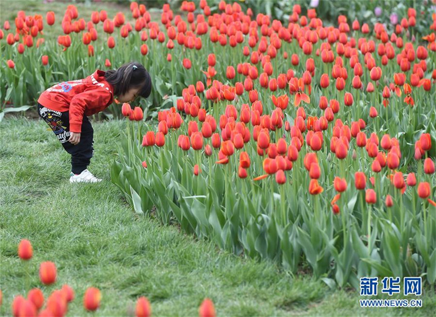 Tulpenblüte in Beijing
