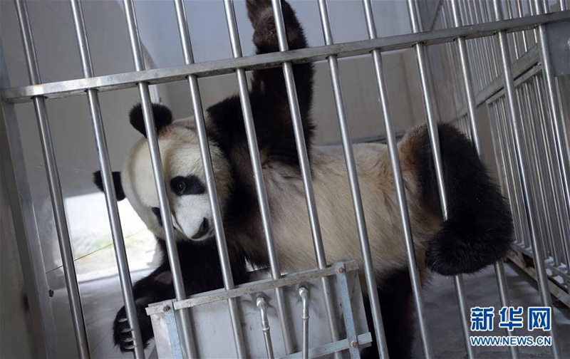 Xingya und Wuwen reisen in die Niederlande