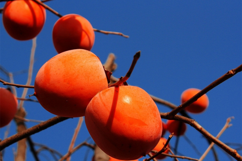 Berühmte Spezialit?t von Shaanxi – Getrocknete Kakipflaume in Fuping