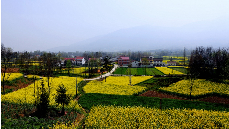 Chinas sch?nstes Rapsblütenmeer – Tourismus- und Kulturfest in Hanzhong im M?rz er?ffnet