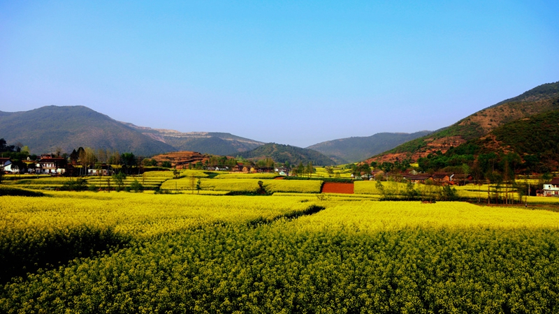 Chinas sch?nstes Rapsblütenmeer – Tourismus- und Kulturfest in Hanzhong im M?rz er?ffnet