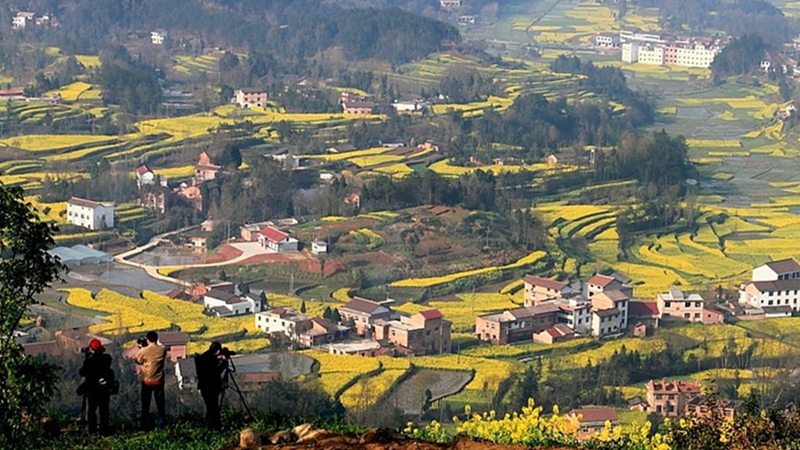 Chinas sch?nstes Rapsblütenmeer – Tourismus- und Kulturfest in Hanzhong im M?rz er?ffnet