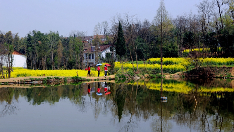 Chinas sch?nstes Rapsblütenmeer – Tourismus- und Kulturfest in Hanzhong im M?rz er?ffnet