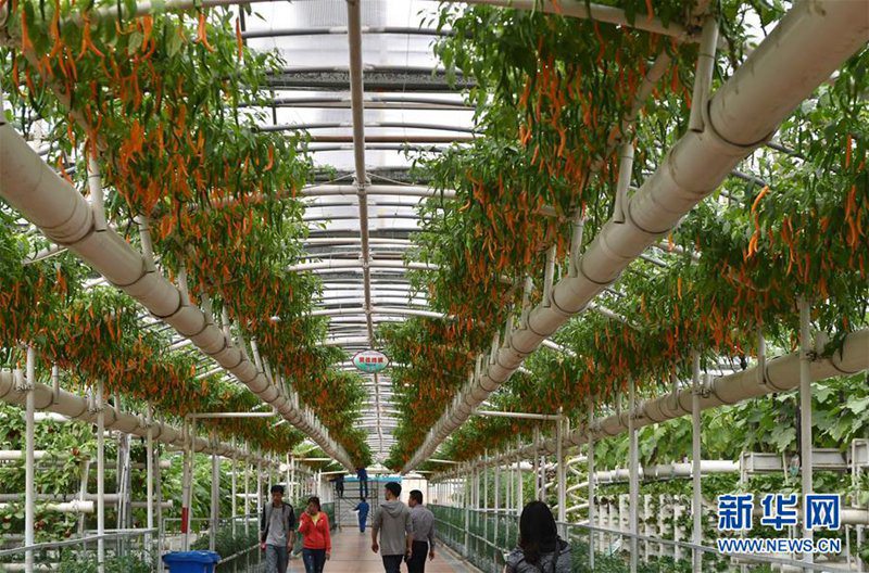 18. Internationale Chinesische Gemüse-Technikmesse er?ffnet