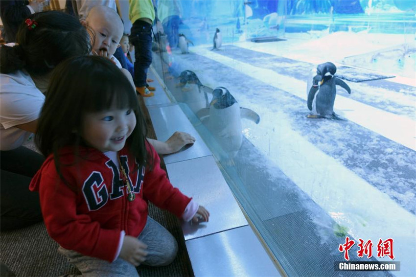 Pinguin-Restaurant in Beijing