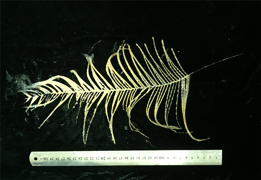 Bemanntes Tauchboot ?Jiaolong“ erkundet das Südchinesische Meer