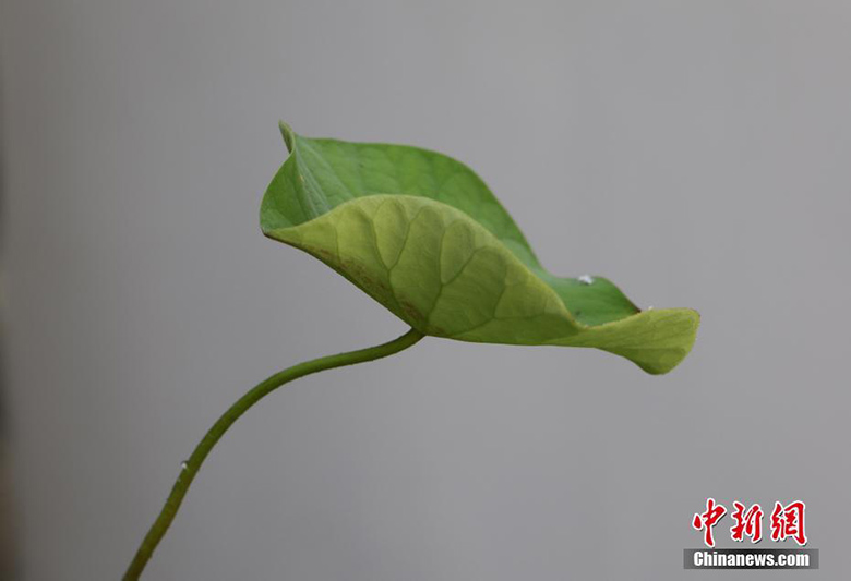 Lotussamen erwachen aus tausendj?hrigem Schlaf