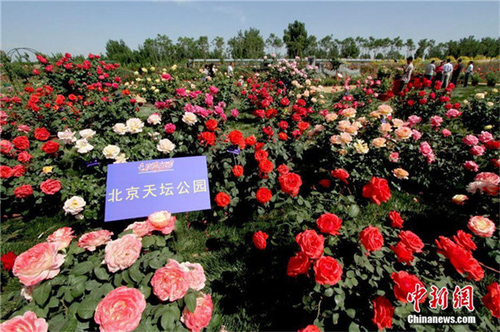 Erste Teerosenmesse von Beijing, Tianjin und Hebei er?ffnet