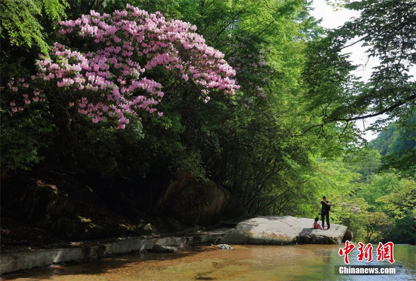 Azaleenblüte in Sichuan
