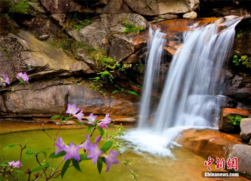 Azaleenblüte in Sichuan