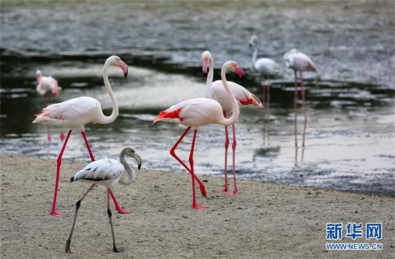 Internationaler Tag der biologischen Vielfalt 2017