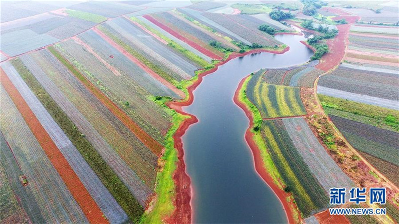 ?Ananas-Meer“ in Guangdong