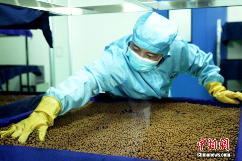 Chinas gr??tes Fertigungslabor für Tibetische Medizin in Qinghai 